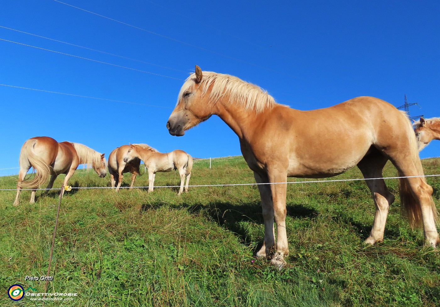 07 Bei cavalli al pascolo.JPG
